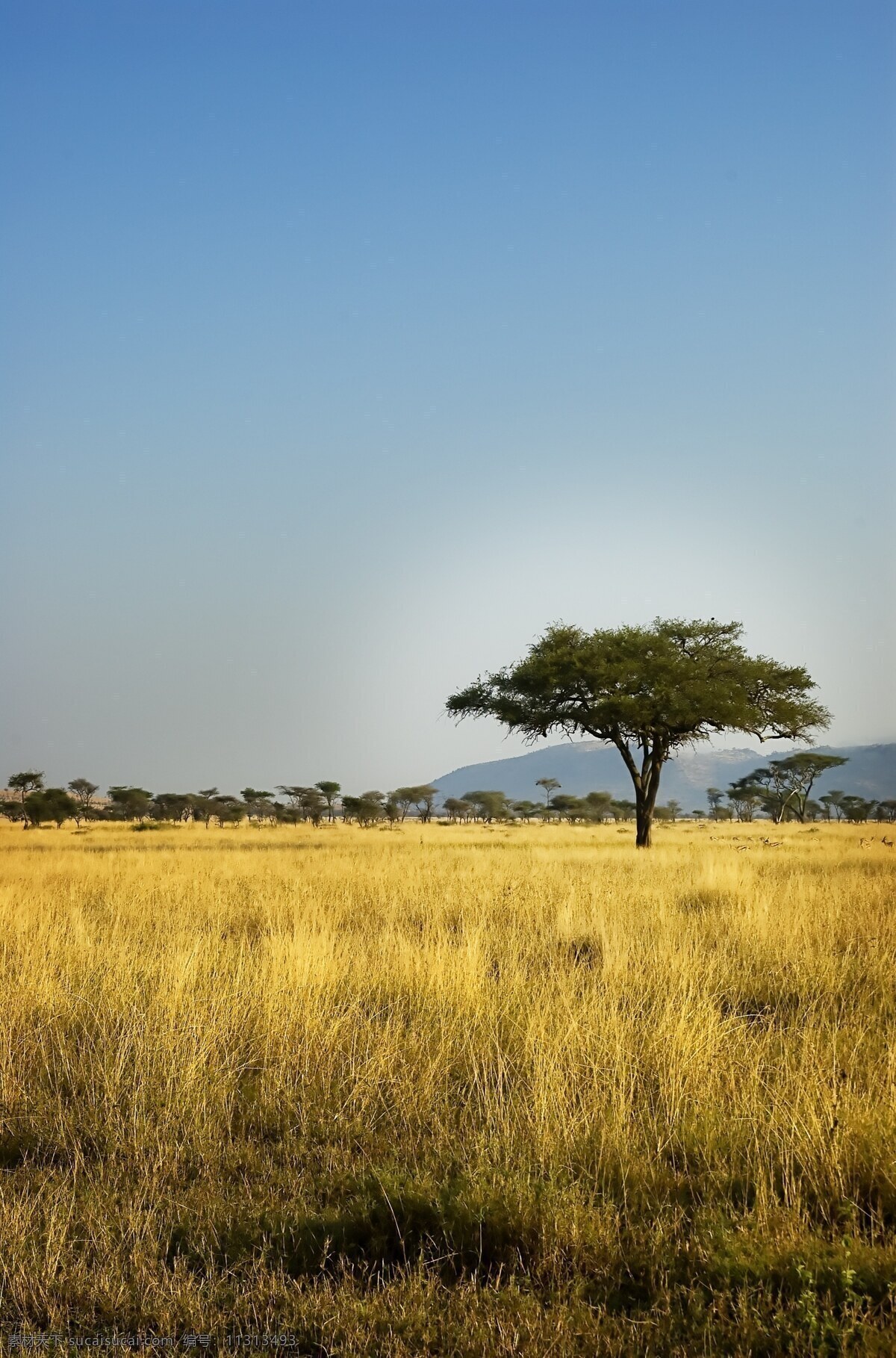 美丽非洲草原 非洲草原风景 平面风景 美丽非洲风景 风景摄影 美景 景色 自然风景 自然景观 黑色