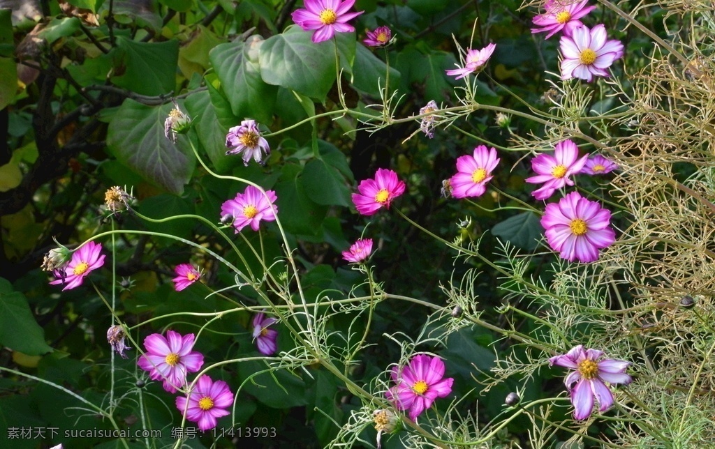 秋英 菊科植物 波斯菊 大波斯菊 花卉 花朵 花儿 花瓣 花草 绿化景观 园林景观 观赏花卉 园林风景 花卉大观园 生物世界