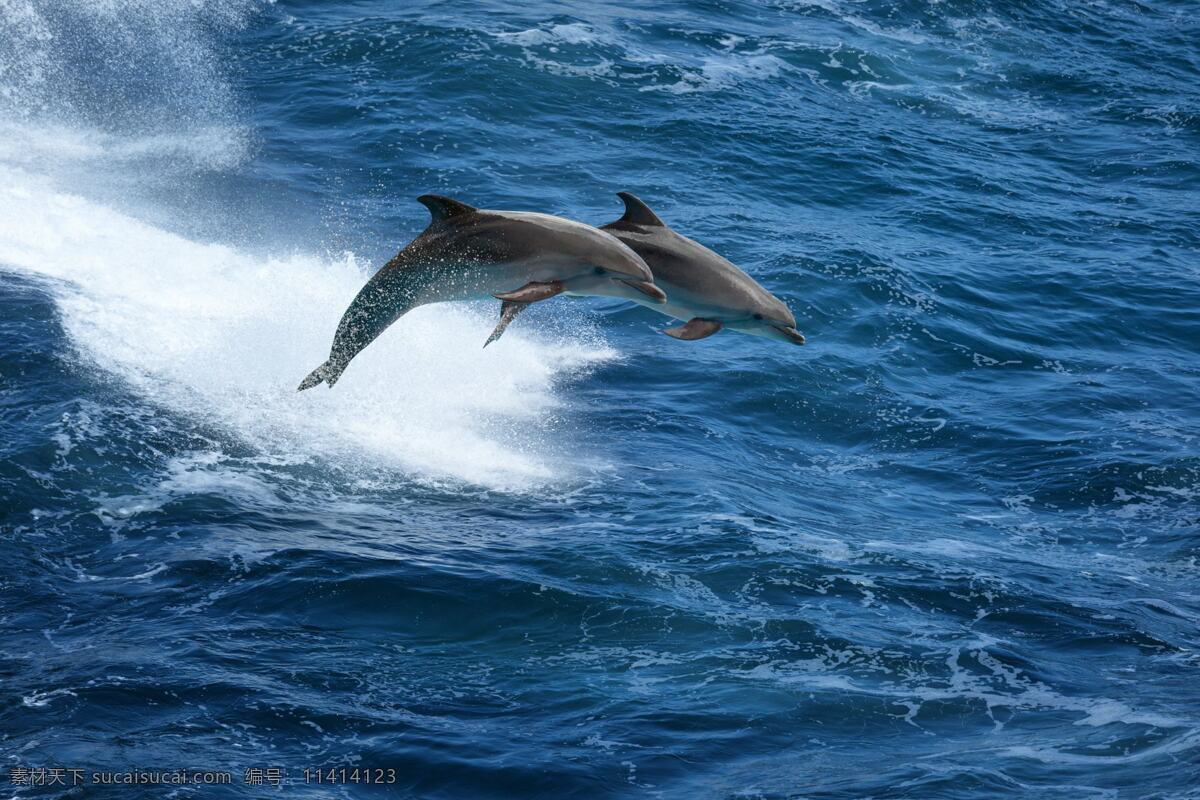 海豚 海狮 海豹 海洋 可爱的海洋 海洋生物 南极 北极 鲸鱼 鲨鱼 海浪 深海 生物世界 野生动物