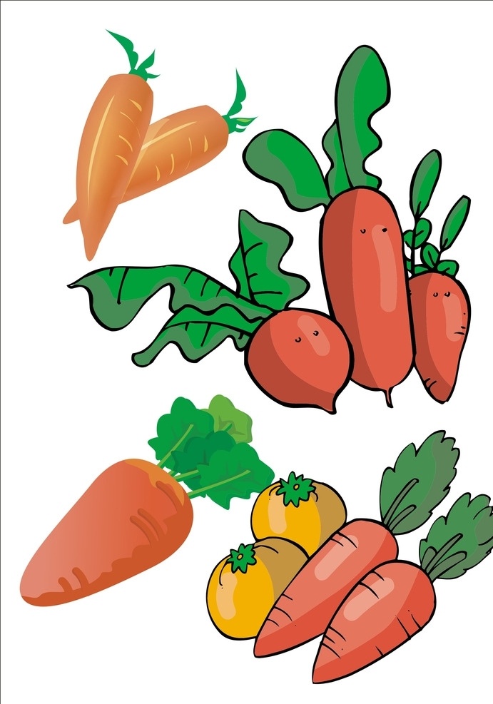 红萝卜 黄萝卜 番萝卜 丁香萝卜 小人参 胡萝卜 葫芦菔金 胡芦菔 蔬菜 萝卜 萝卜叶 番茄 食品 生物世界