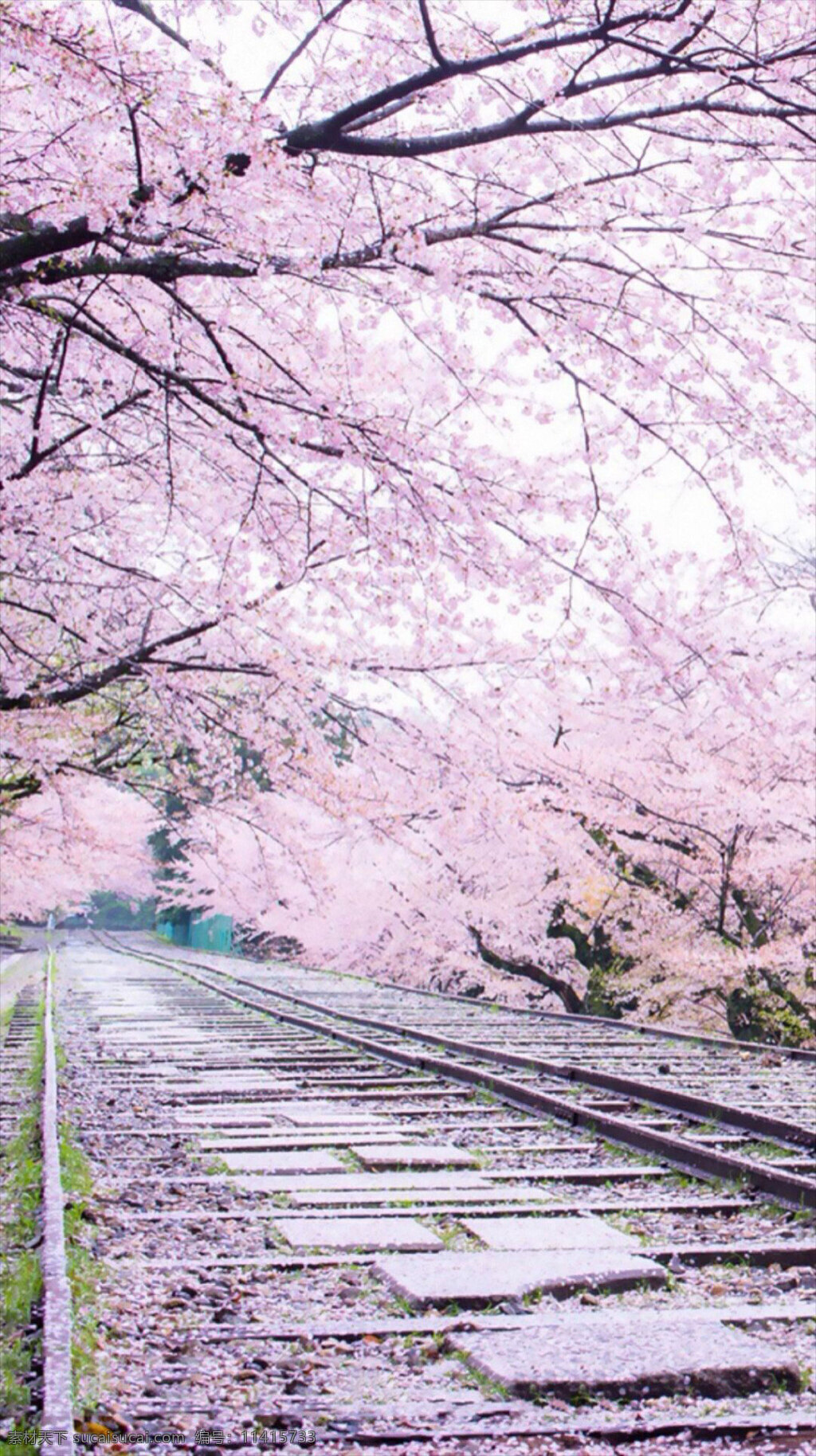 唯美 粉色 花朵 大树 h5 背景 公园 h5背景