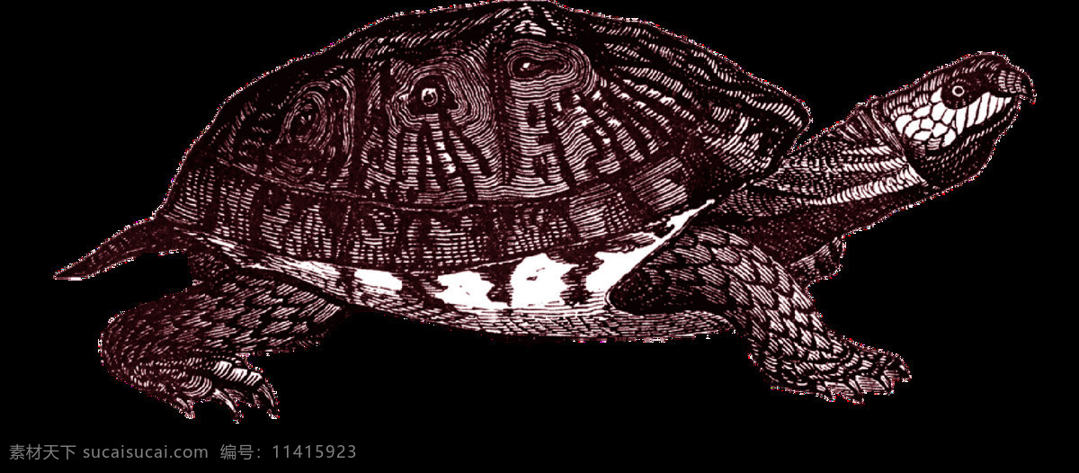 深褐色 乌龟 免 抠 透明 深褐色的乌龟 乌龟图片 宠物乌龟 可爱乌龟 缩头乌龟 乌龟广告图片 乌龟素材