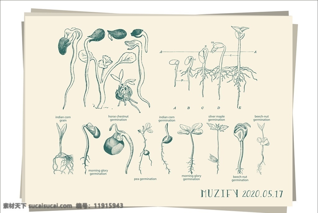豆芽 植物 生长 图鉴 过程 步骤图 素描画 手绘稿 花卉 植物图鉴 生物世界 花草