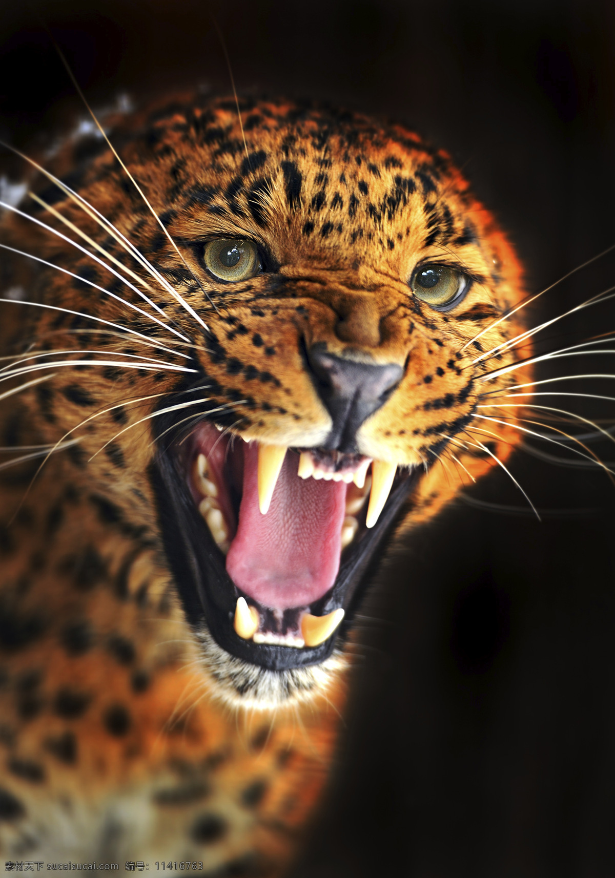 豹子 豹 猎豹 野生豹子 野生 可爱 卖萌 猛兽 野兽 野生动物 哺乳动物 动物 狮 虎 狮虎兽 生物世界