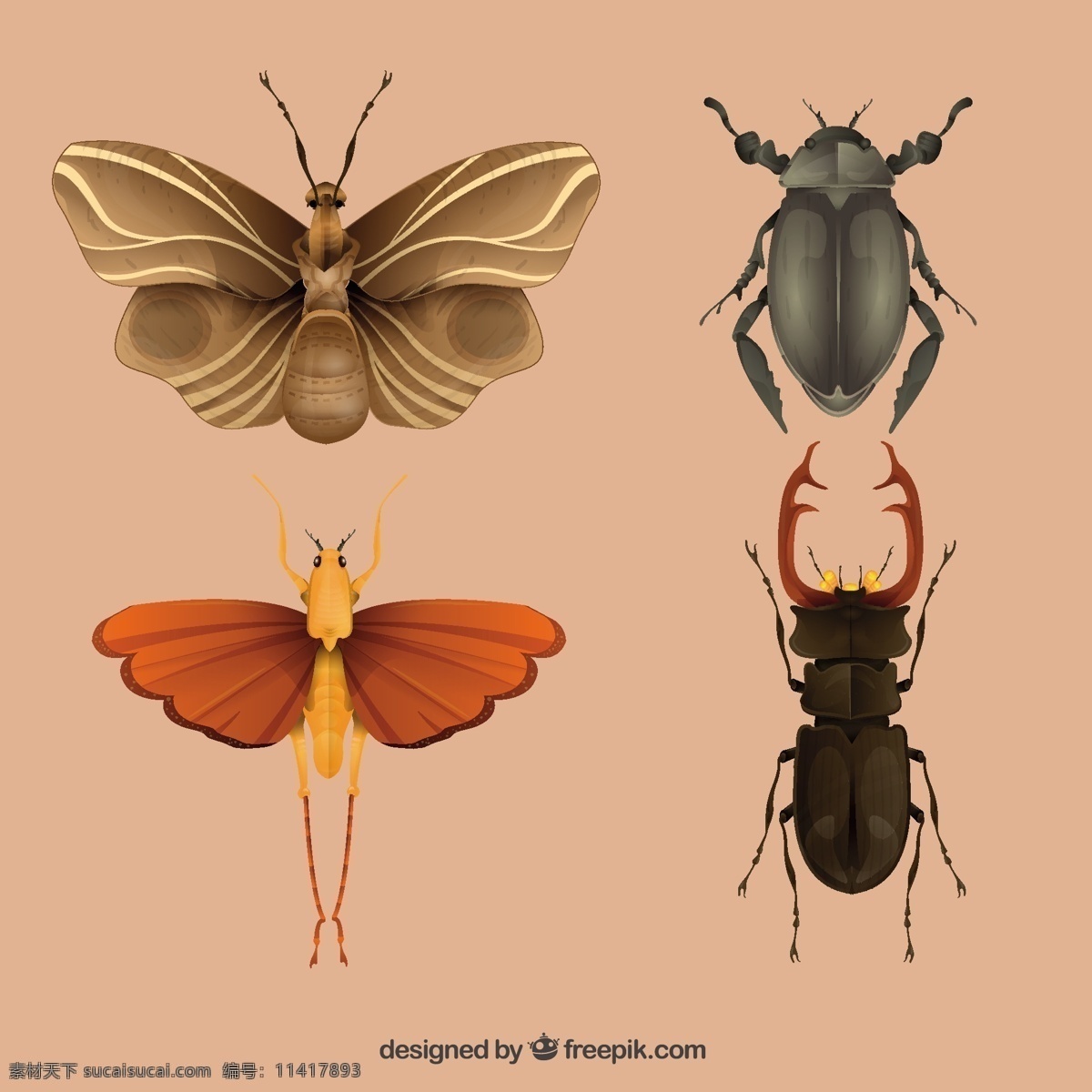 各种各样 昆虫 动物 甲虫 品种 蛾 金龟子 粉色