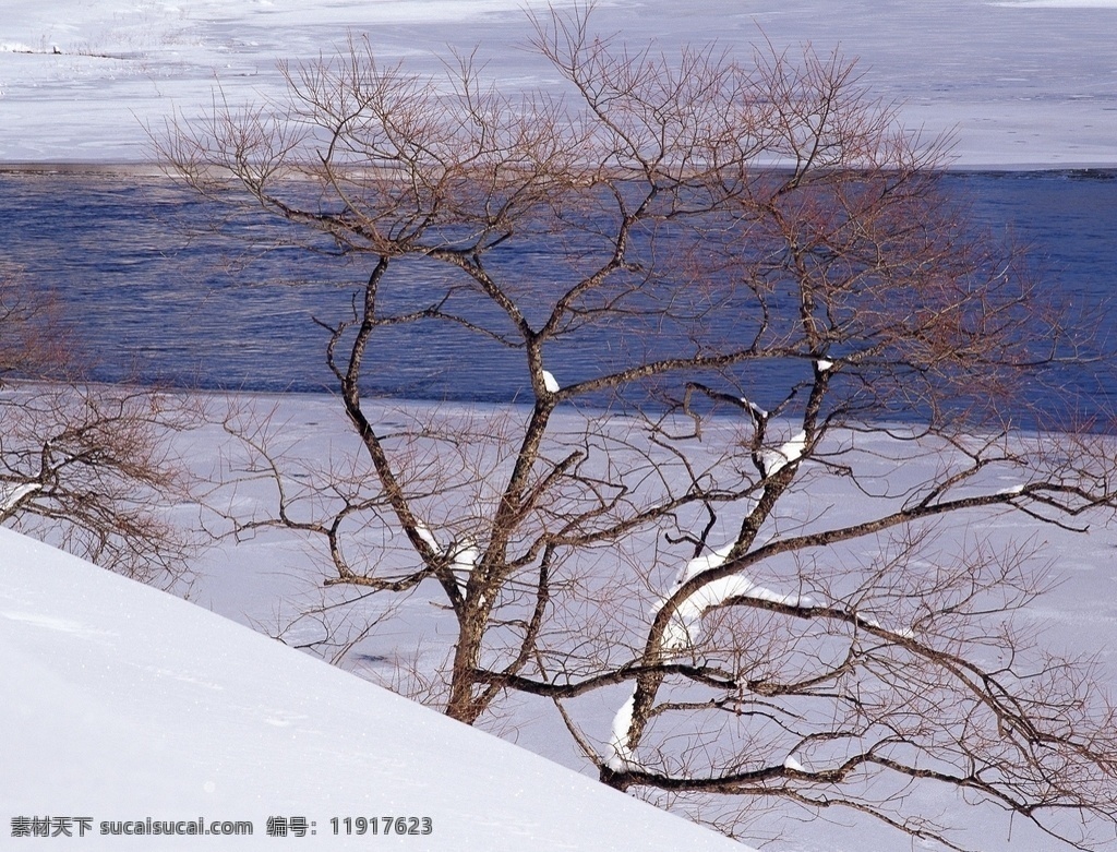 冬季 江边 小树 冬季的树木 树木 树林 冰天雪地 茫茫雪原 林海雪原 生物世界 树木树叶
