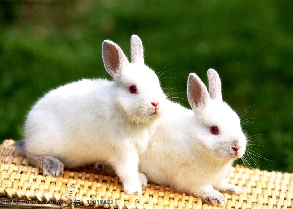 小白兔 兔子 家畜 家禽家畜 生物世界