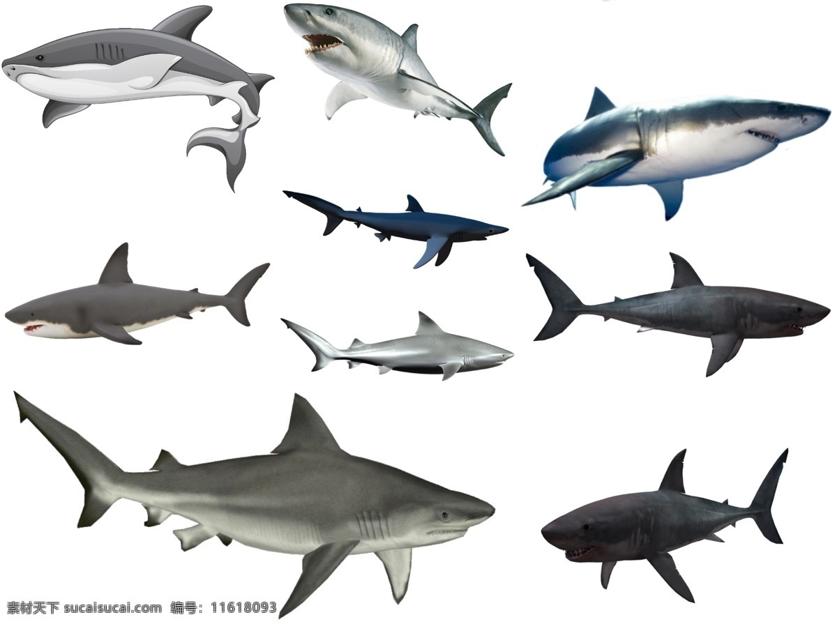 鲨鱼png免扣高清素材素材图片下载-素材编号11618093-素材天下图库