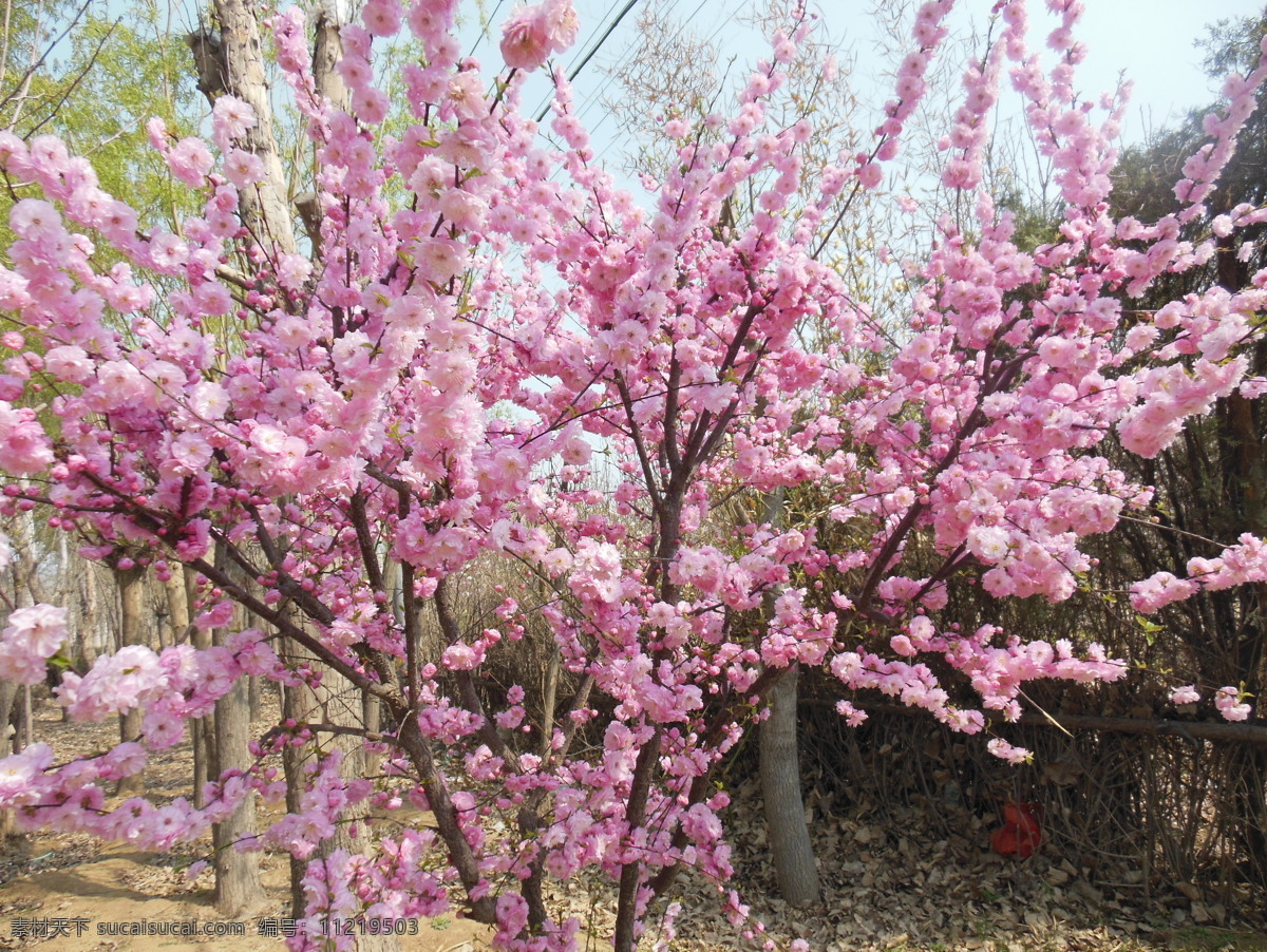 梅花 春天 粉色花 高清图 花草 花朵 绿叶 生物世界 psd源文件