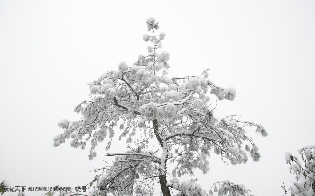 雪松 山谷 树木 森林 雪景 积雪 雪花 雪天 松树 松叶 山中雪景 自然风景 自然景观