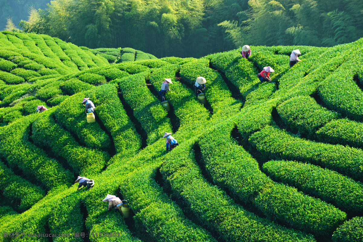 茶园 里 工作 人们 茶山 茶叶 绿茶 风景 自然风景 自然景观 绿色