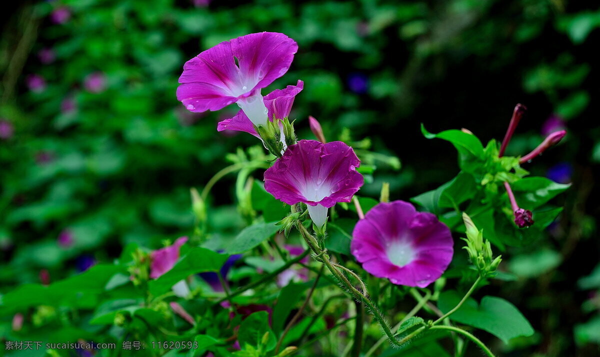 紫色喇叭花 紫色 牵牛花 紫色花朵 紫花 鲜花 喇叭花