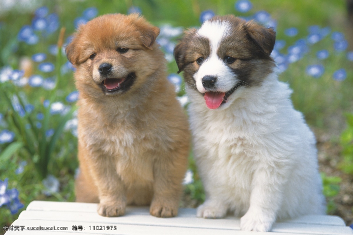 两只小狗 小狗 犬 狗图片 宠物狗 名贵犬种 宠物狗图片 可爱 小狗图片 宠物 小动物 水中生物 生物世界 白色