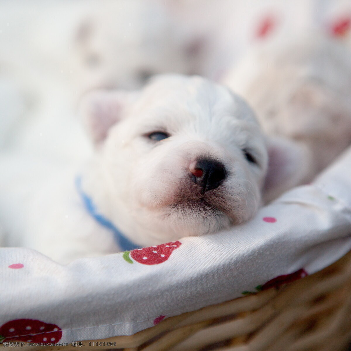 高清 白色 熊 犬 比熊犬 特内里费狗 巴比熊犬 萌犬 宠物狗