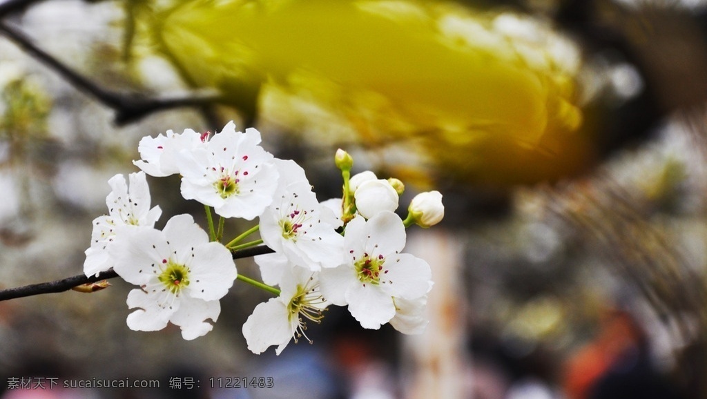 梨花 白色 梨 白色梨花 植物 生物世界 花草