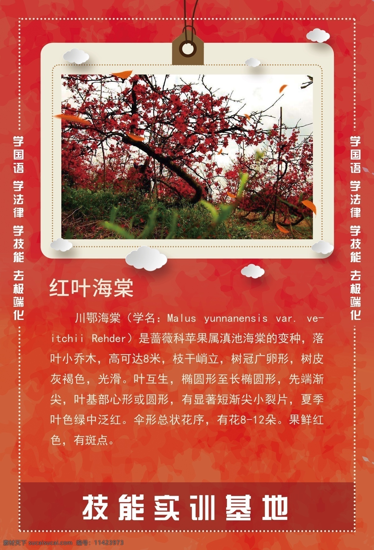 红叶海棠 树 植物 系列 植物简介 树枝 海报 挂画 精艺广告