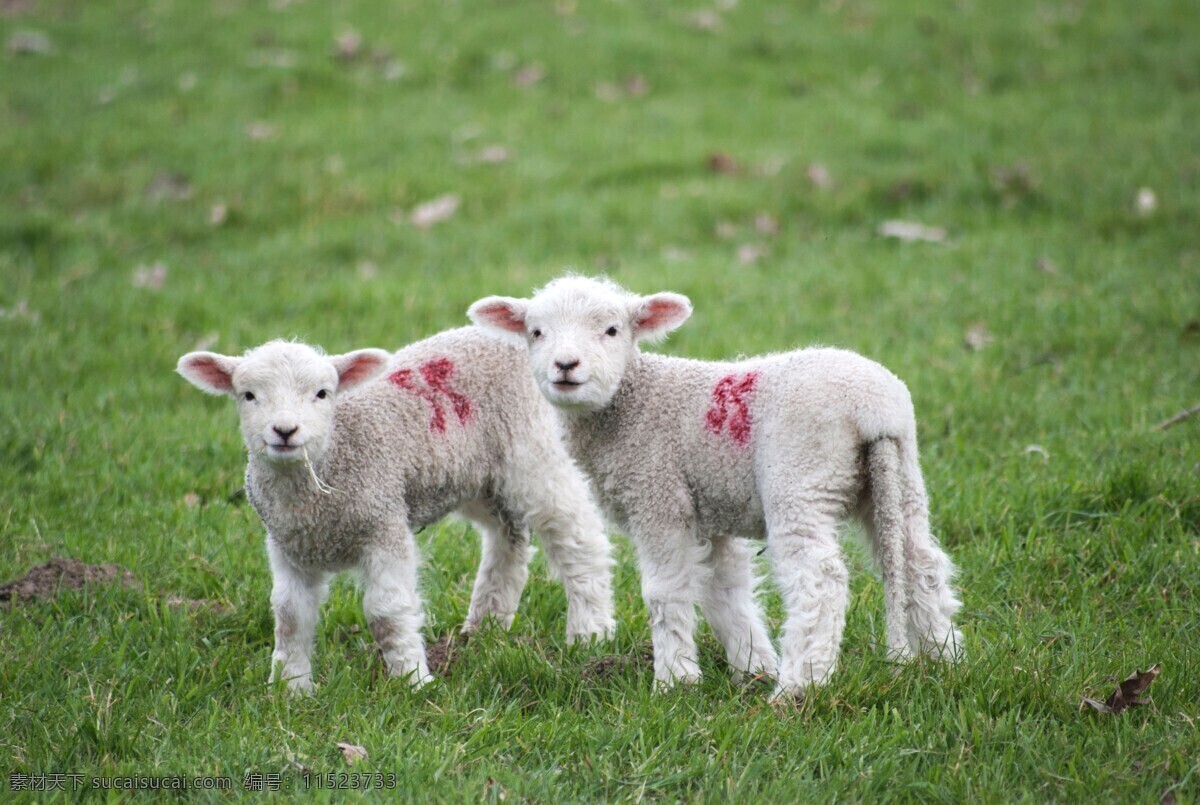 两只小羊羔 两只 小羊羔 绵阳 山羊 草地 生物 生物世界 家禽家畜