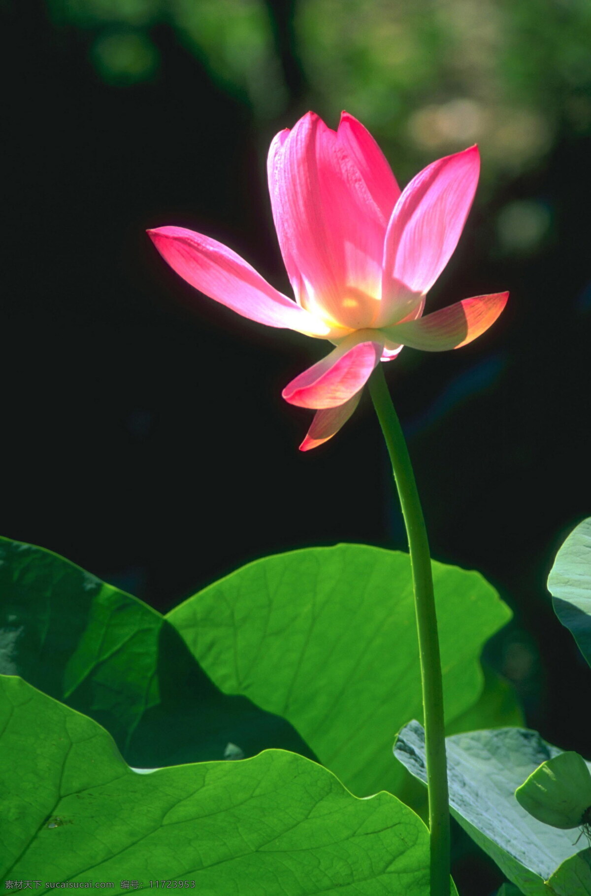 荷花 绿叶 背景 风景 荷叶 花卉 摄影图库 田园风光 叶子 植物 荷花绿叶 自然景观 生活 旅游餐饮