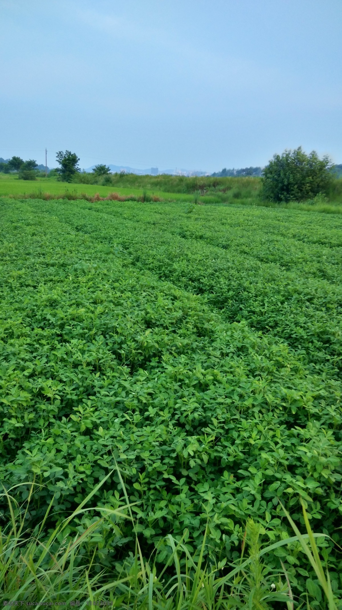 茂盛植物 花生地 绿色花生 地里的花生 蓝天下的花生 自然景观 田园风光