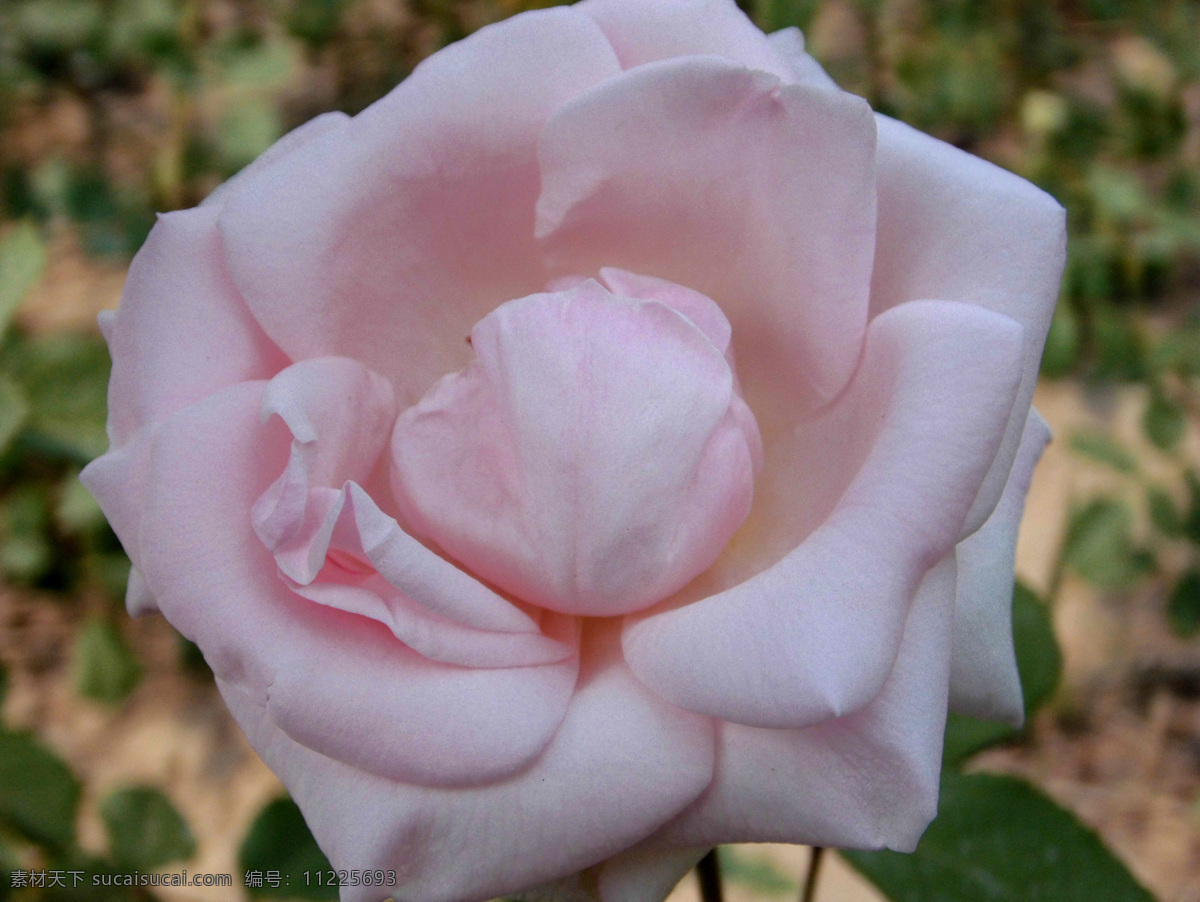 月季 春天的花 春天花卉 大花朵 花瓣 花草 花朵 绿叶 月季花 生物世界