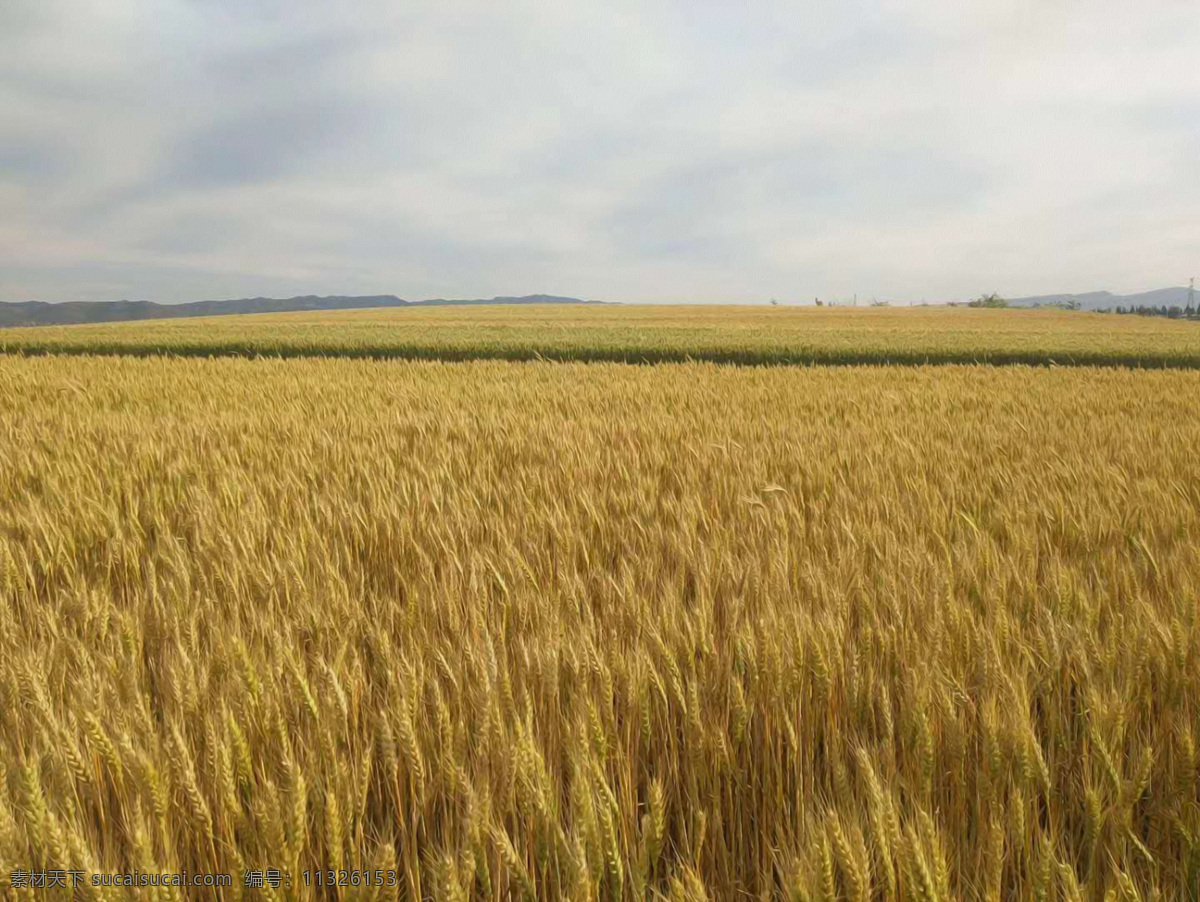麦田油画 麦田 蓝天 照片 图 秋收 割麦子 收货 收获 季节 金黄 油画 图案 自然景观 山水风景