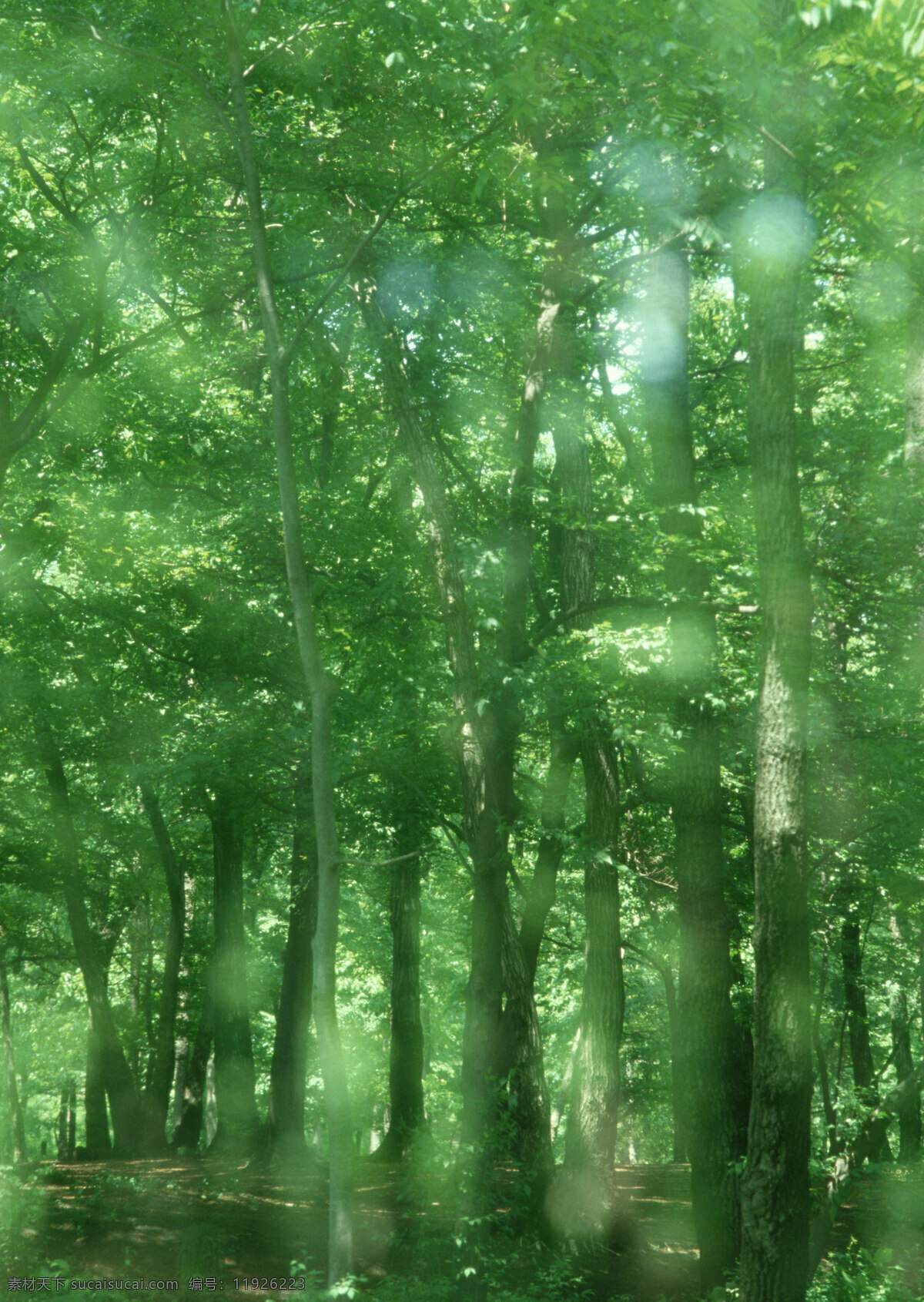 森林 风景摄影 美丽风景 风光 景色 树森 树木 自然景象 自然景观 山水风景 四季风景 风景图片