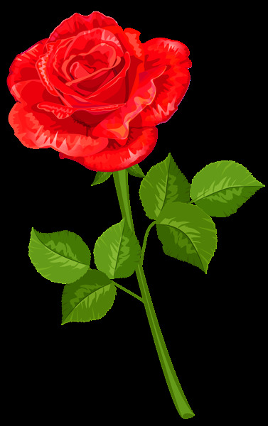 红玫瑰图片 玫瑰 红玫瑰 植物 绿植 花卉 鲜花 花朵 花 红花 月季 玫瑰花 花瓣 玫瑰花瓣 动植物 生物世界 花草