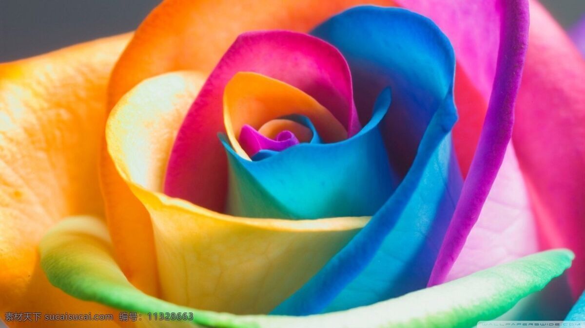 唯美 彩色 玫瑰花 高清 鲜花 花卉