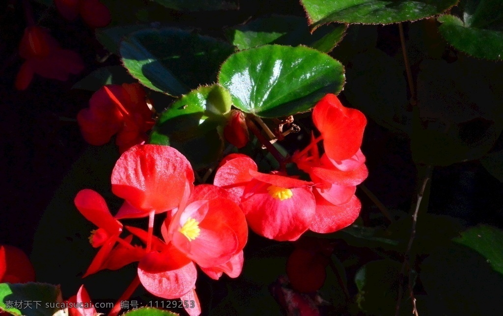 四季 秋海棠 四季秋海棠 蚬肉秋海棠 玻璃翠 花朵 花蕊 花卉 花儿 花卉素材 园林景观 花草 植物 园林绿化 绿化景观 花卉大观园 生物世界