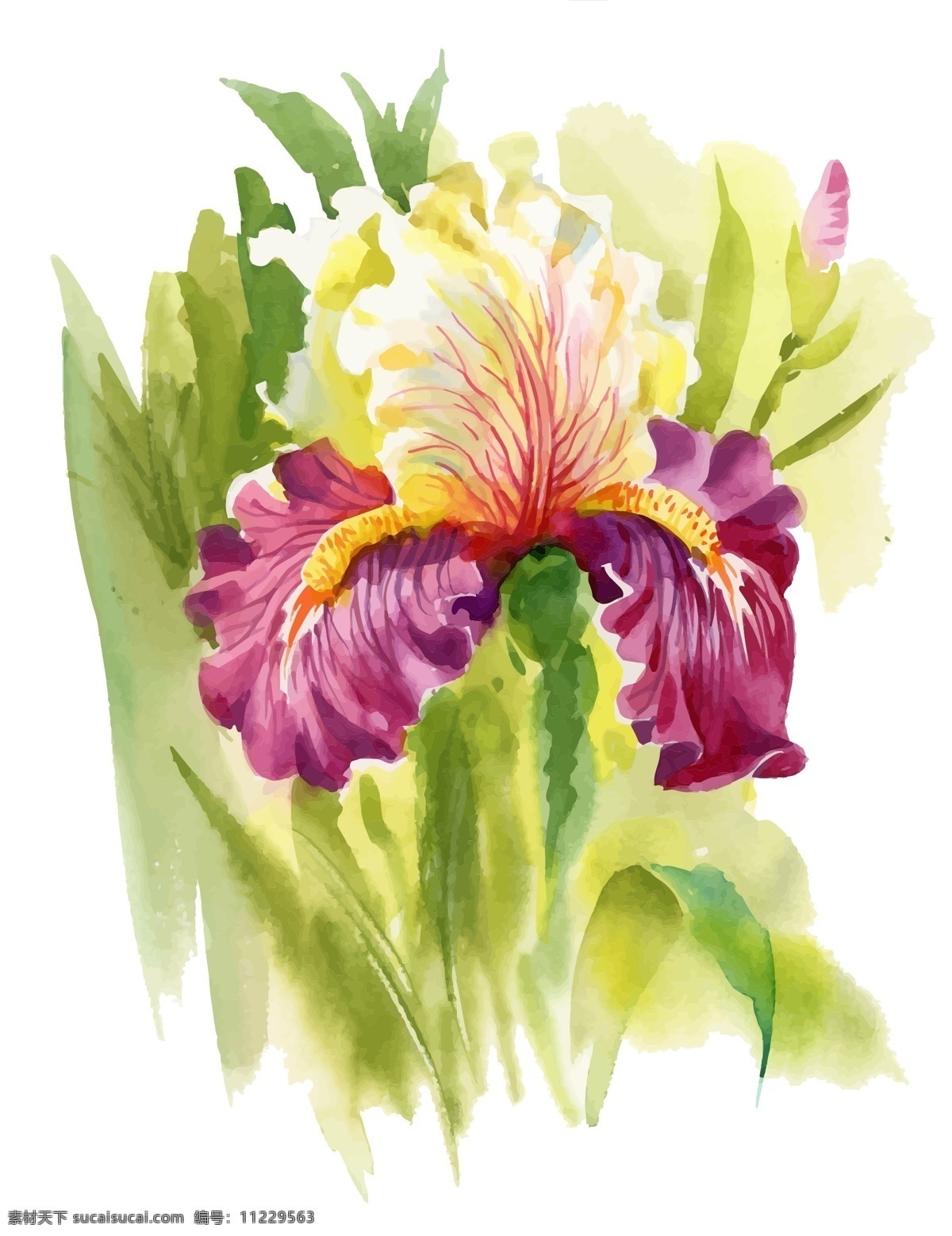 紫色 意境 花朵 水彩 手绘 矢量 文件 插画 花园 夏天 中国风 国画 小花 鲜花 卡通 植物 装饰 印刷 高清
