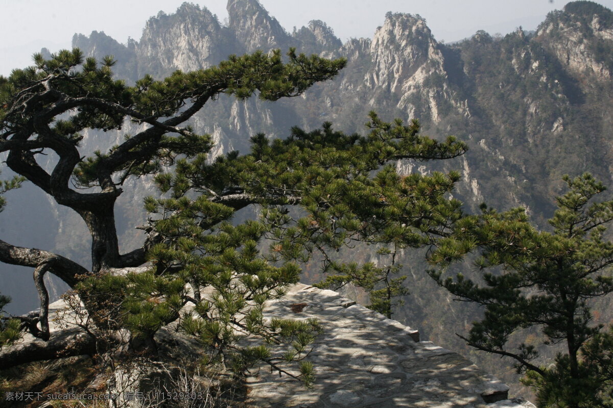 老界岭 风光 美景 群山 树木 松树 迎客松 自然风光 西峡 风景 生活 旅游餐饮