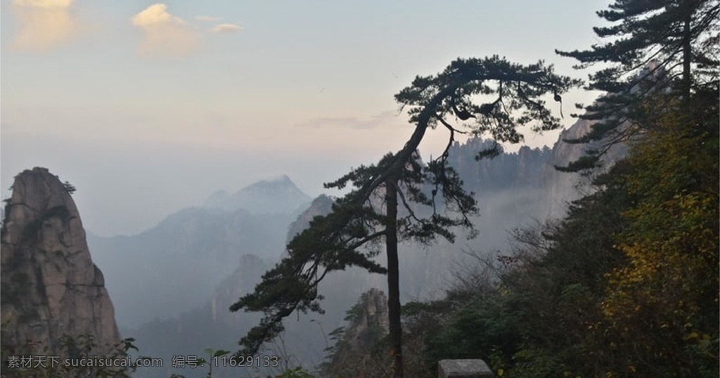 松树图片 背景 元素 海报 自然景观 自然风景