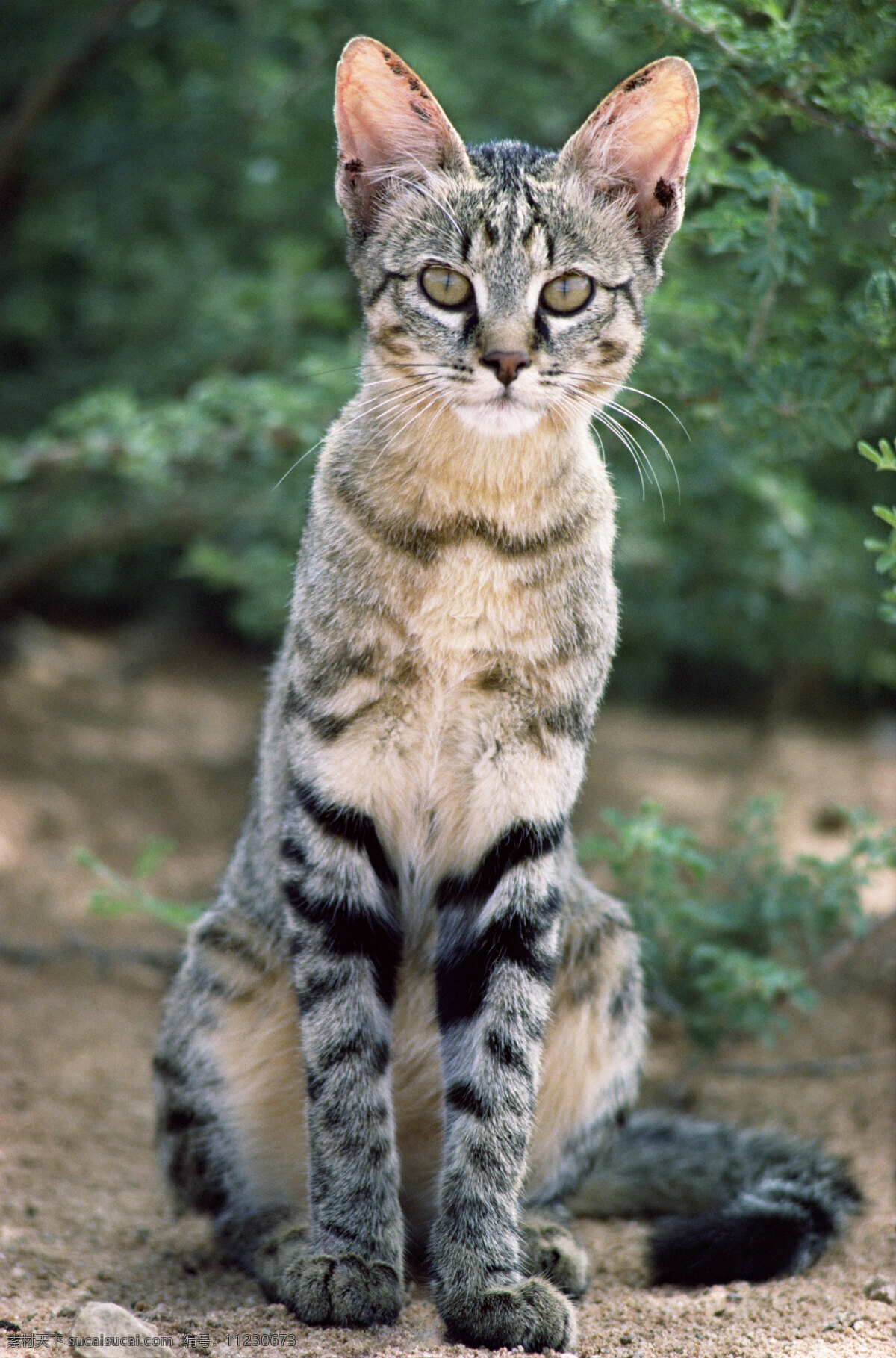 野生猫高清 非洲野生动物 动物世界 动物 jpg图片 非洲 野生动物 生物世界 摄影图片 猫 猫高清图片 猫写真 野生猫 猫的全身图片 陆地动物 黑色