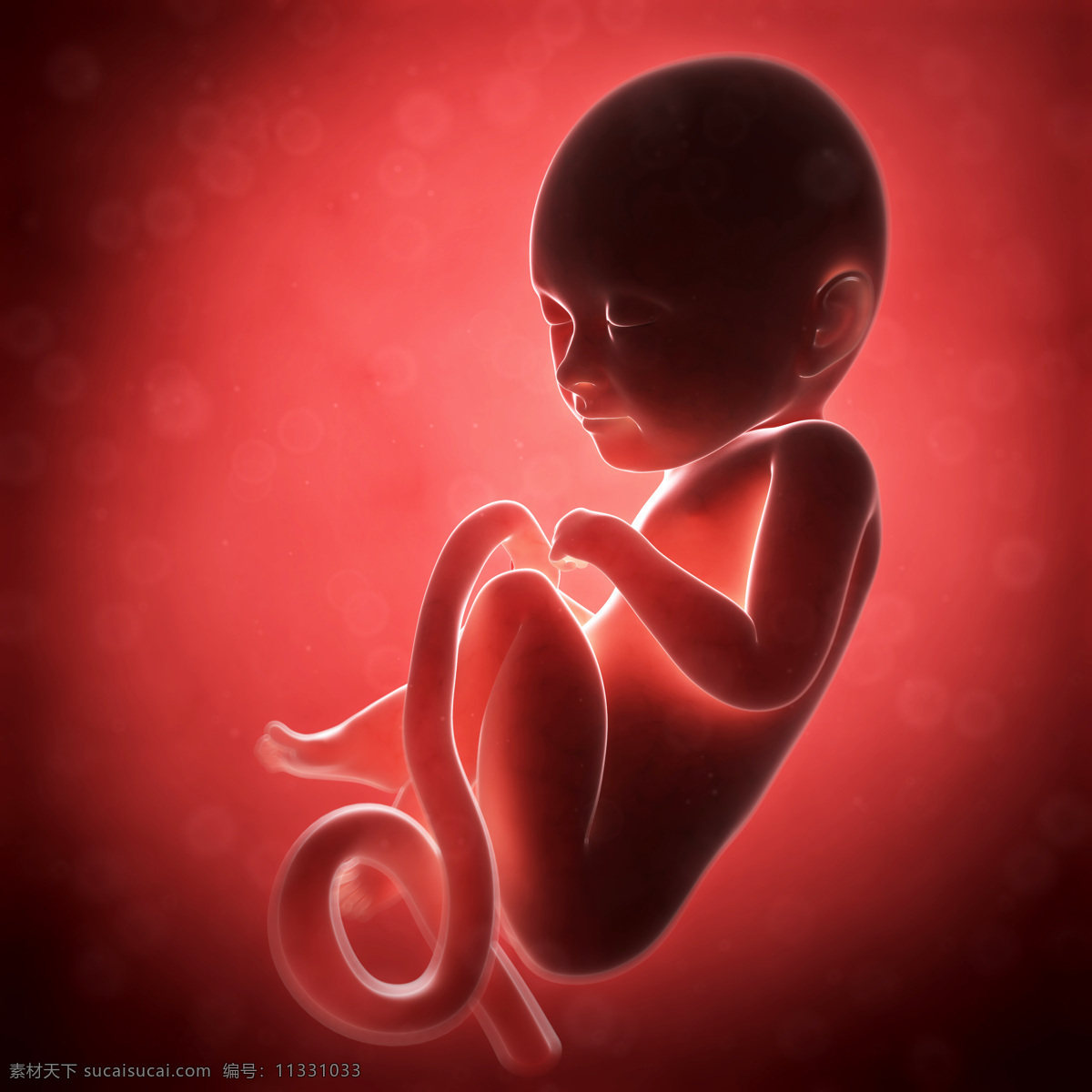 胎儿 发育 过程 素材图片 婴儿 孕育 胚胎发育 儿童图片 人物图片