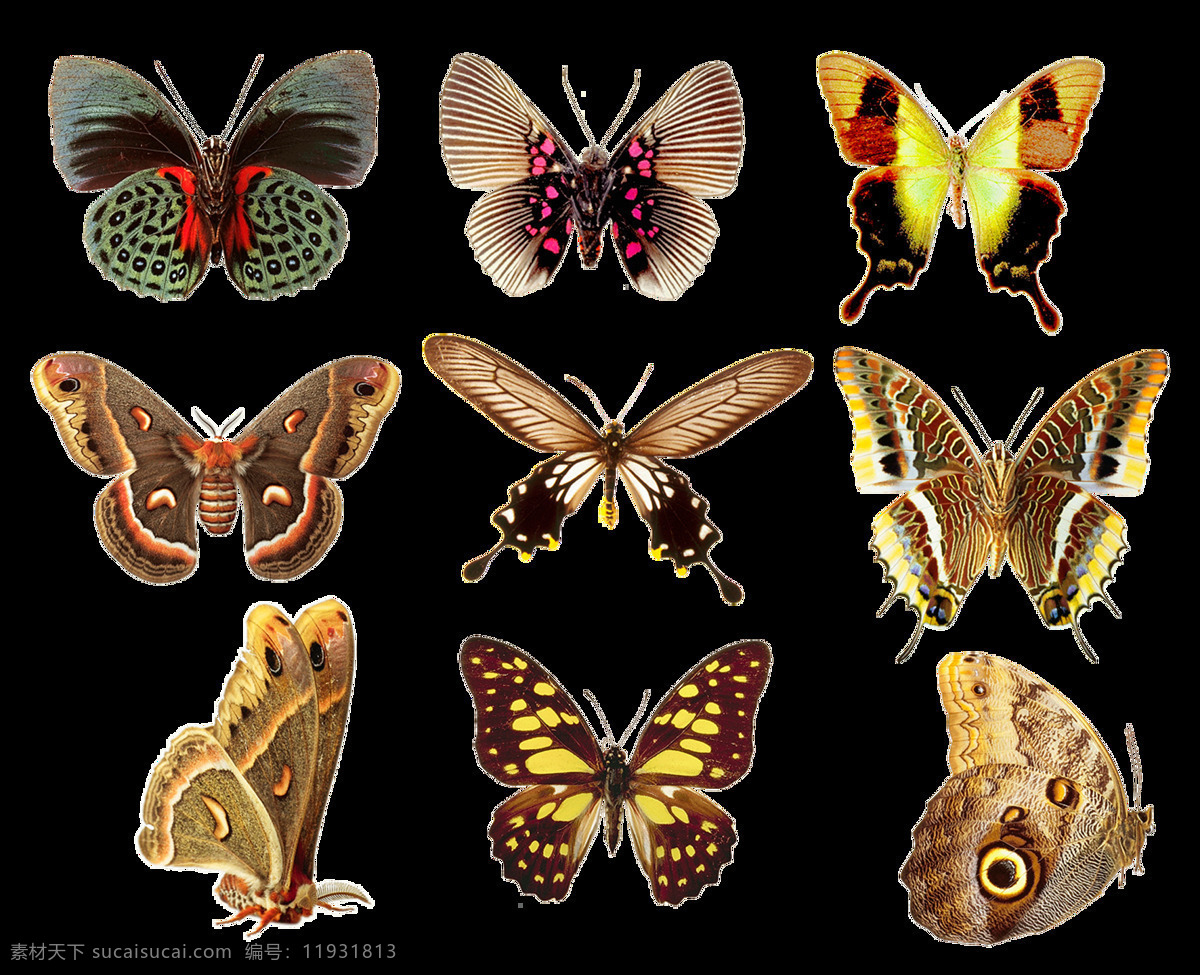 蝴蝶 butterfly 生物 免抠图 生物世界 昆虫