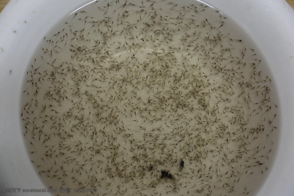 虾苗 对虾 大明虾 基围虾 小虾 生物世界 海洋生物