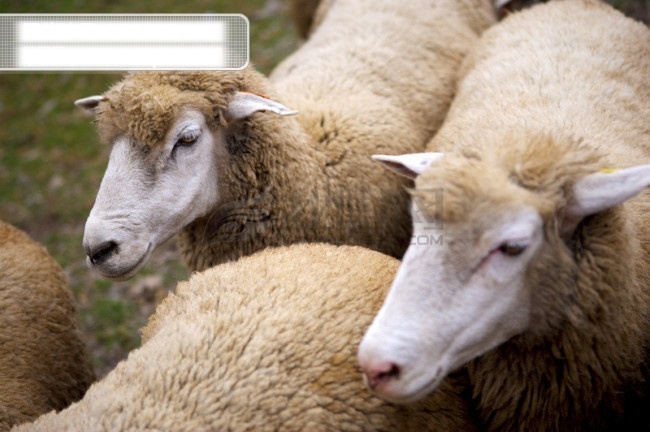 動 物 表情 動物表情 家畜 牛 羊 農場 生物世界