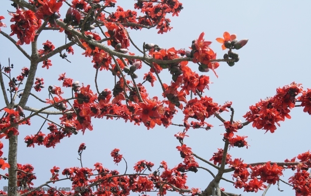 红色的木棉花 木棉花 红色木棉花 花朵 花瓣 花卉 鲜花 花朵素材 花卉摄影 红色花瓣 观赏花朵 花之物语 娇艳的鲜花 画册图片 宣传用图 美丽的鲜花 生物世界 花草