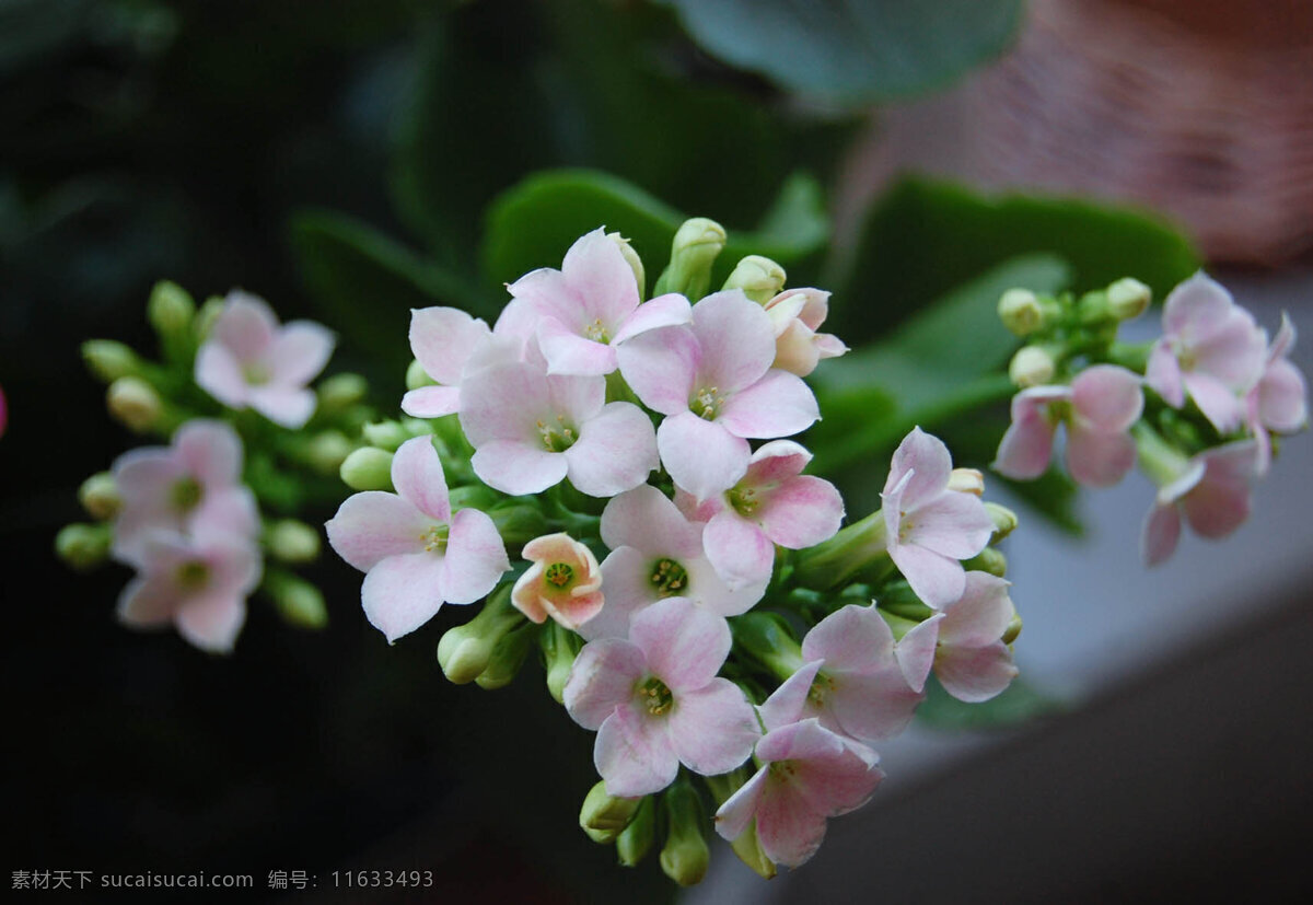 美丽 长春花 白花 春天 春天的花 花草 生物世界 小花 美丽长春花
