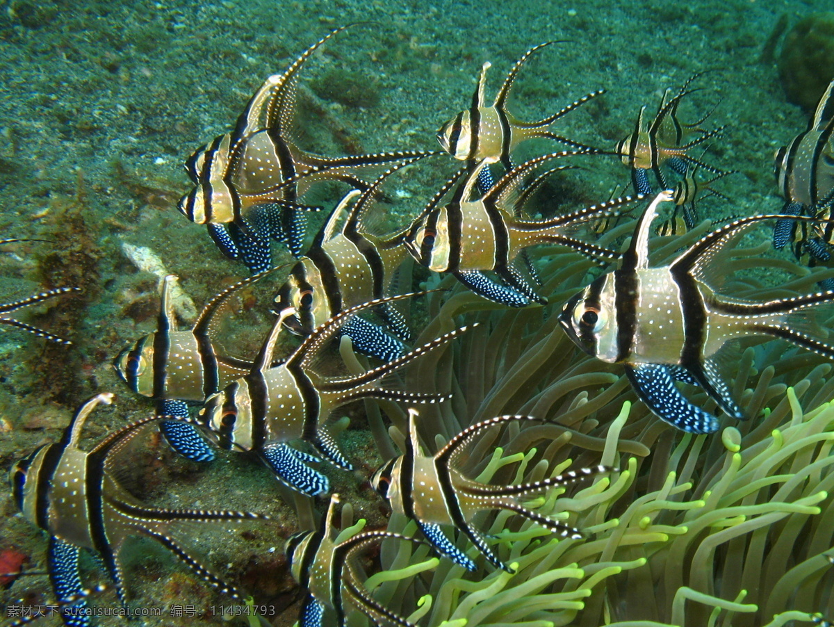 海洋生物 大海 海底 海底世界 生物世界 水草 鱼 鱼类 洋生物 鱼群