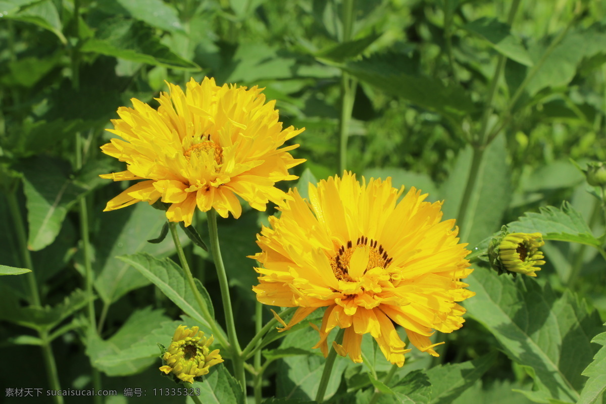 大花金鸡菊 剑叶波斯菊 狭叶金鸡菊 剑叶金鸡菊 大花波斯菊 花卉 花儿 花骨朵 花草 植物 园林绿化 绿化景观 菊菊花 生物世界