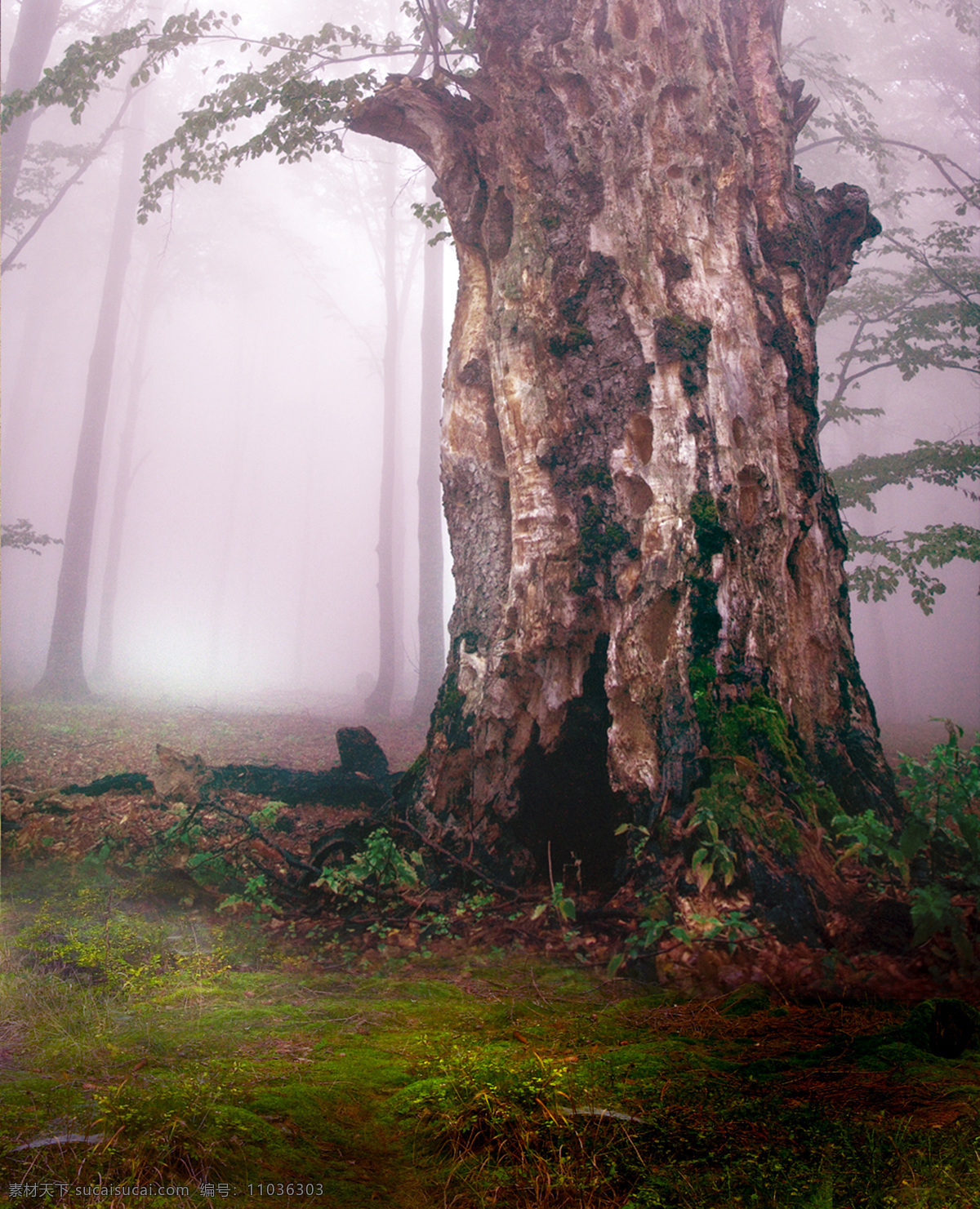 饱经风霜 大树 树干 树洞 干涸 树林 迷雾 风霜 历史悠久 苔藓 山水风景 风景图片