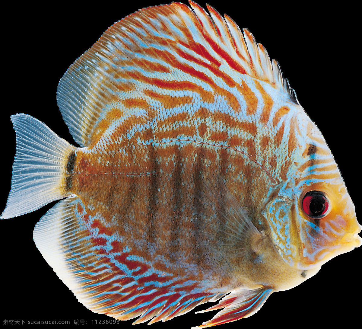漂亮 多彩 热带鱼 透明 橙色 蓝色 条纹 红眼睛 透明素材 免扣素材 装饰图片