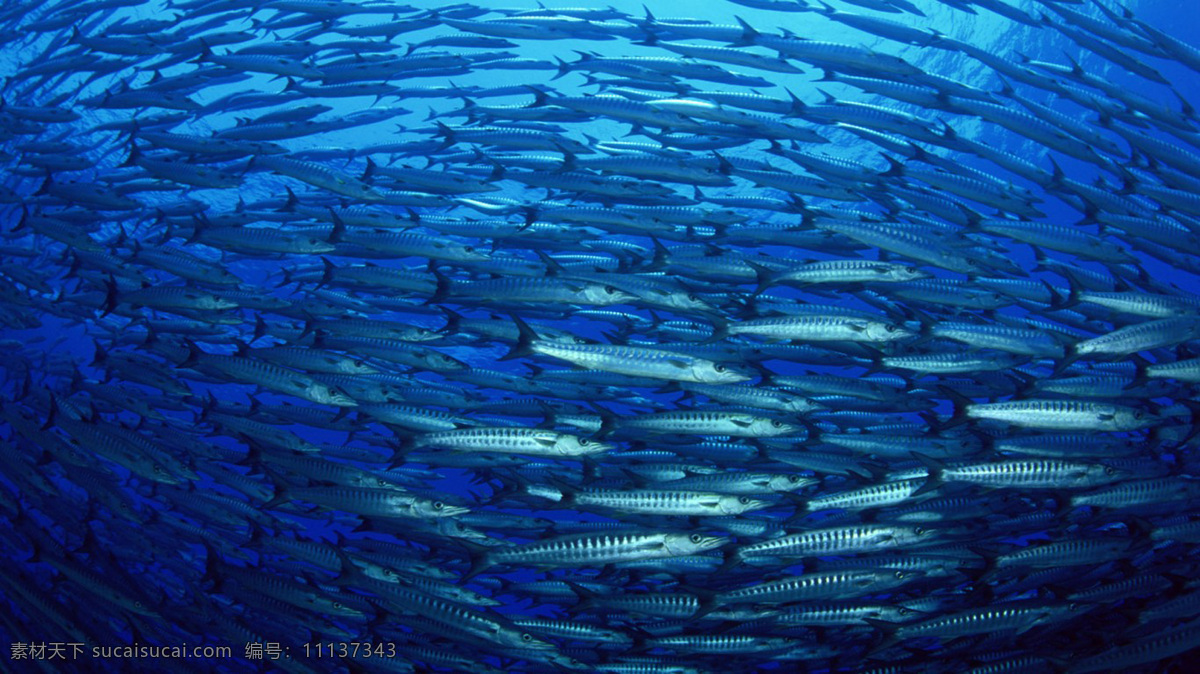 桌面 纸 壁 海底 海底世界 生物世界 鱼类 鱼群 桌面纸壁 海底鱼群 海底桌面