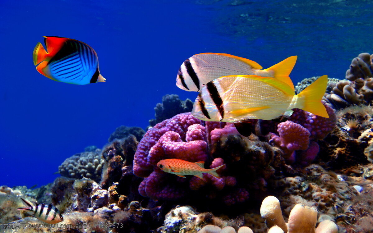 动物摄影图 动物世界 生物世界 深海 珊瑚 海底世界 热带鱼 图片专辑 海洋生物