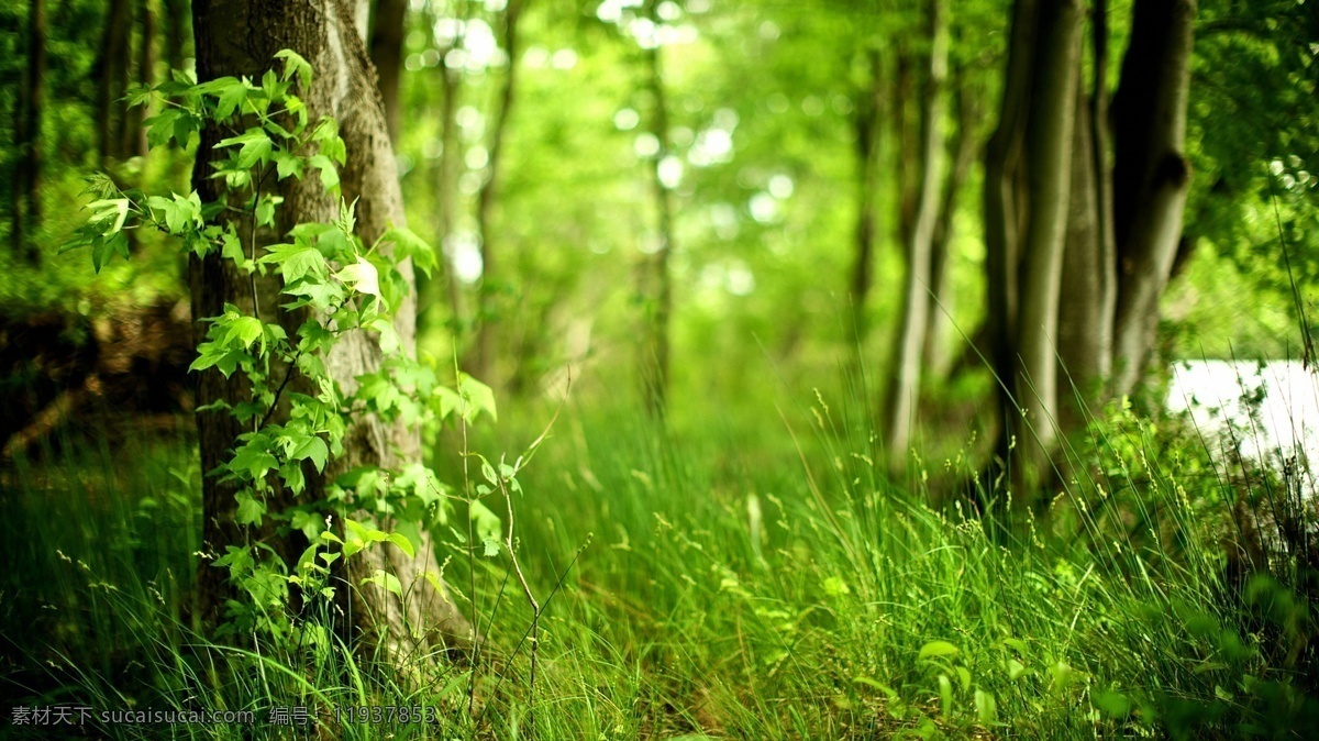 草地 春天 风景壁纸 树林 自然风景 自然景观 深处 树林深处 系列 psd源文件