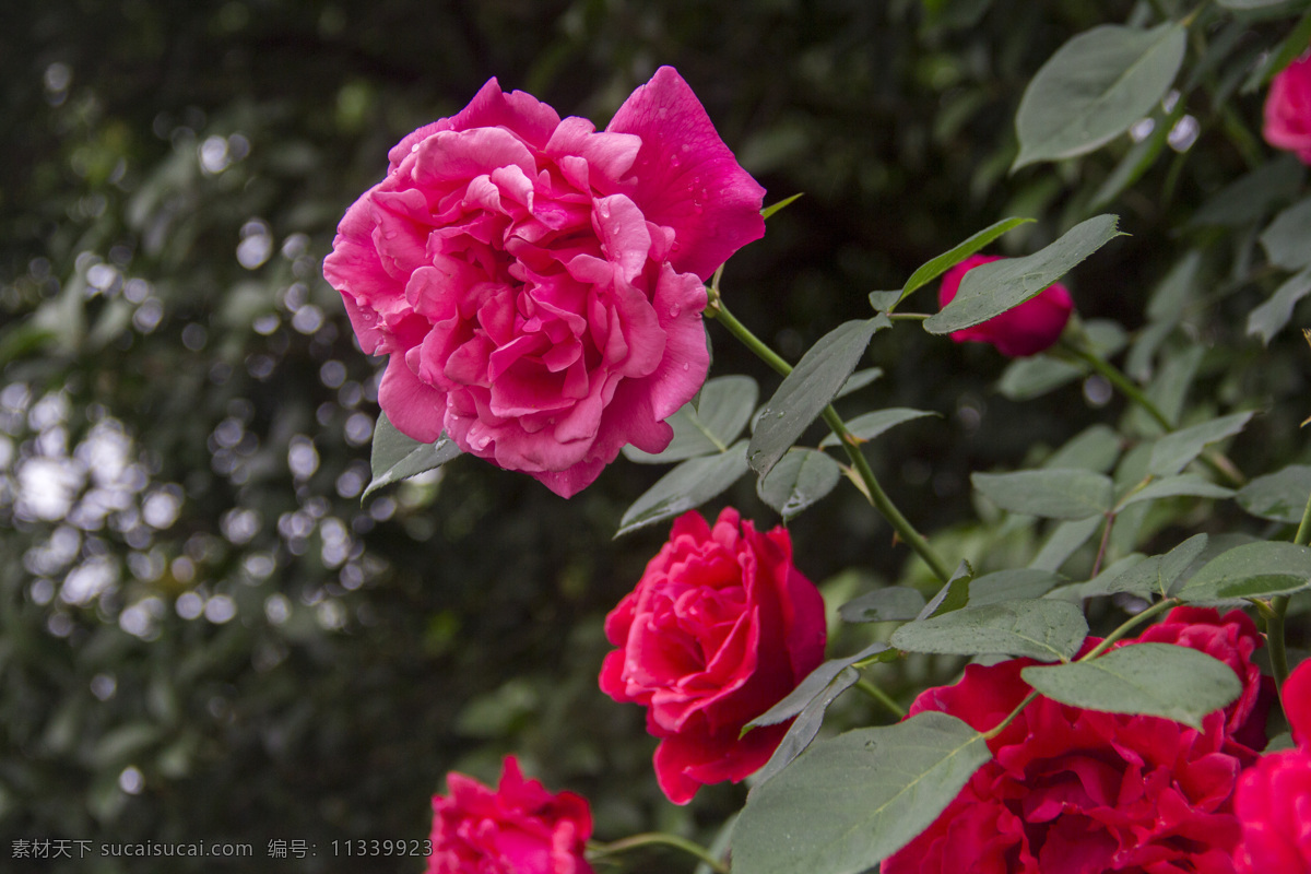 玫瑰花园 园林花卉 红色玫瑰花 玫瑰花公园 红玫瑰花 红玫瑰 玫瑰园 玫瑰 玫瑰月季 生物世界 花草