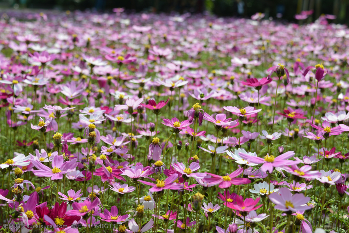 格桑花 格桑 植物 花卉 花海 红色 生物世界 花草 黑色