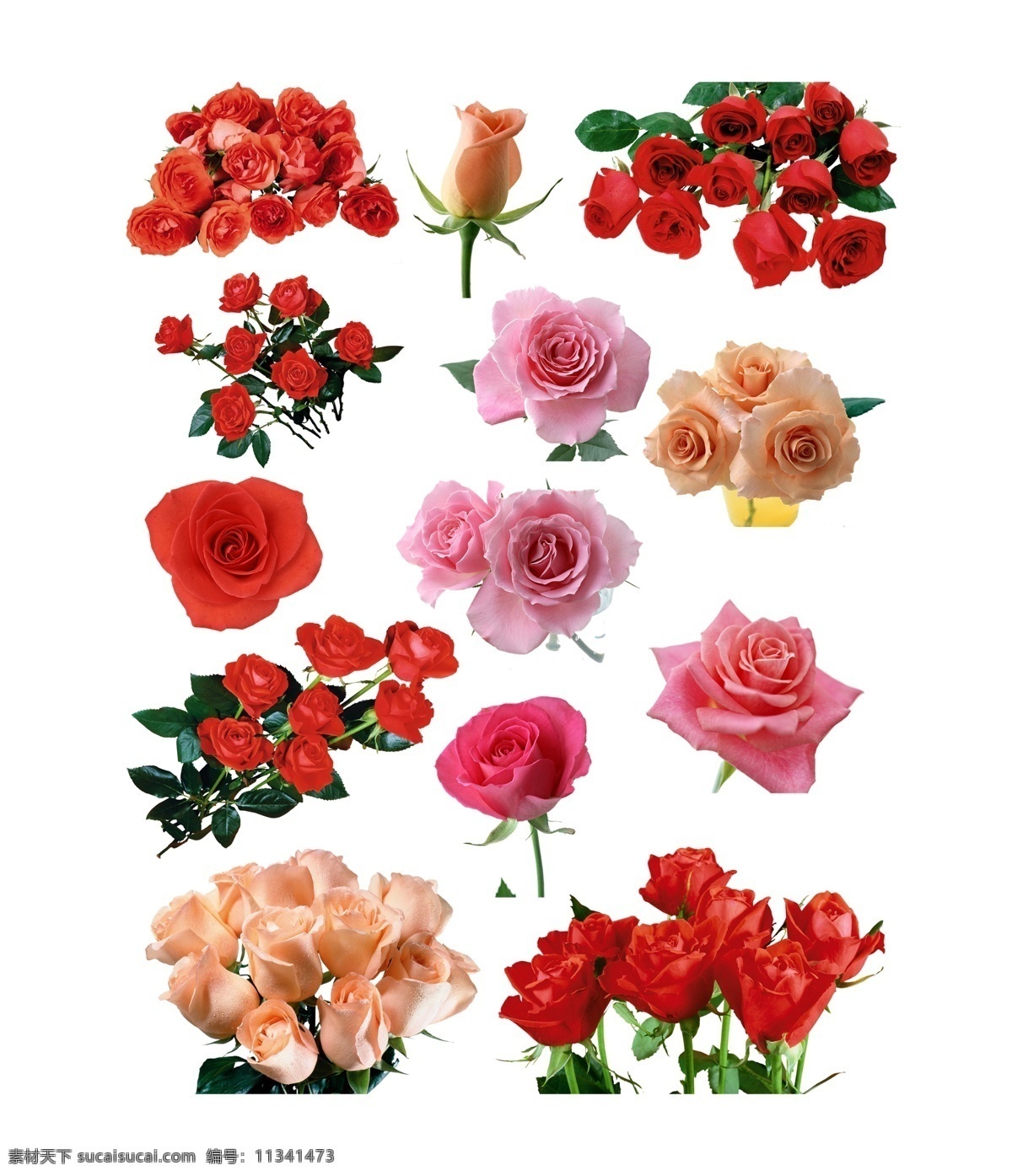 高清玫瑰素材 玫瑰花图片 玫瑰花 玫瑰花素材 水彩玫瑰 玫瑰花朵 玫瑰 玫瑰素材