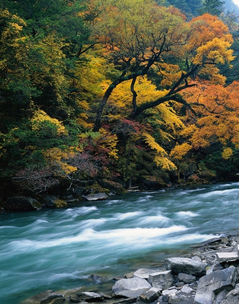小河流水 水 白水 小溪 顺流而下 水流 河流 源头 活水 天然 自然 风景图片 自然景观 自然风景
